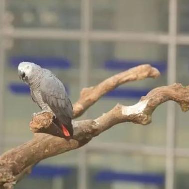 世界国际语言排名,国际语言排行