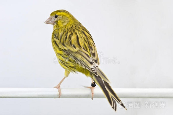 金丝雀版本,前沿分析解析_Hybrid_v10.599